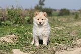 CHIEN FINNOIS DE LAPONIE 308